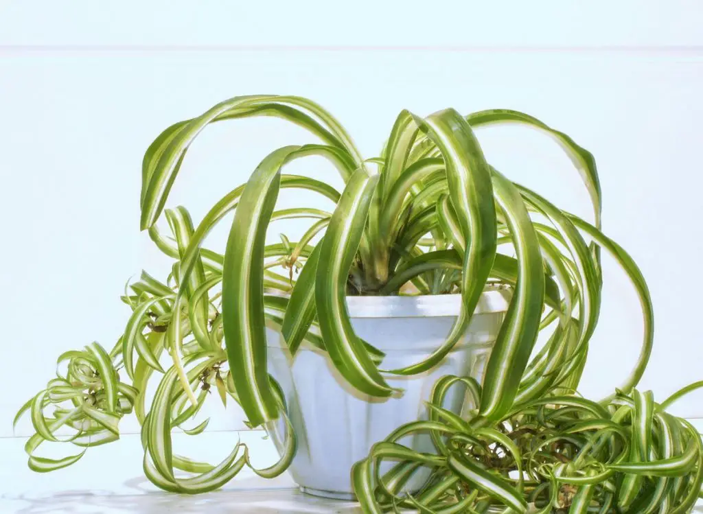 How To Make Spider Plant Bushier (Here's how!)