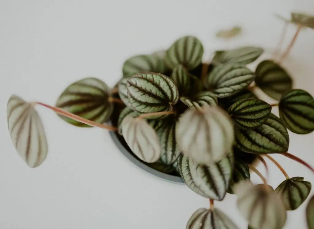 Is Your Watermelon Peperomia Drooping? (Here’s why and how to fix it!)