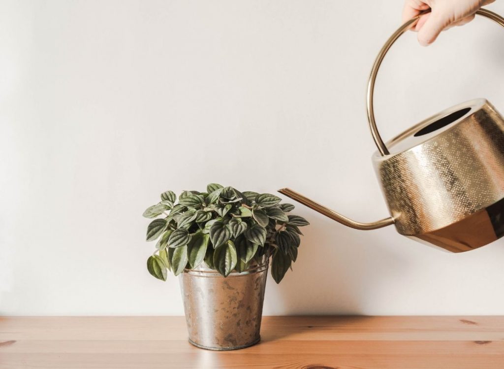 Is Your Watermelon Peperomia Drooping? (Here’s why and how to fix it!)