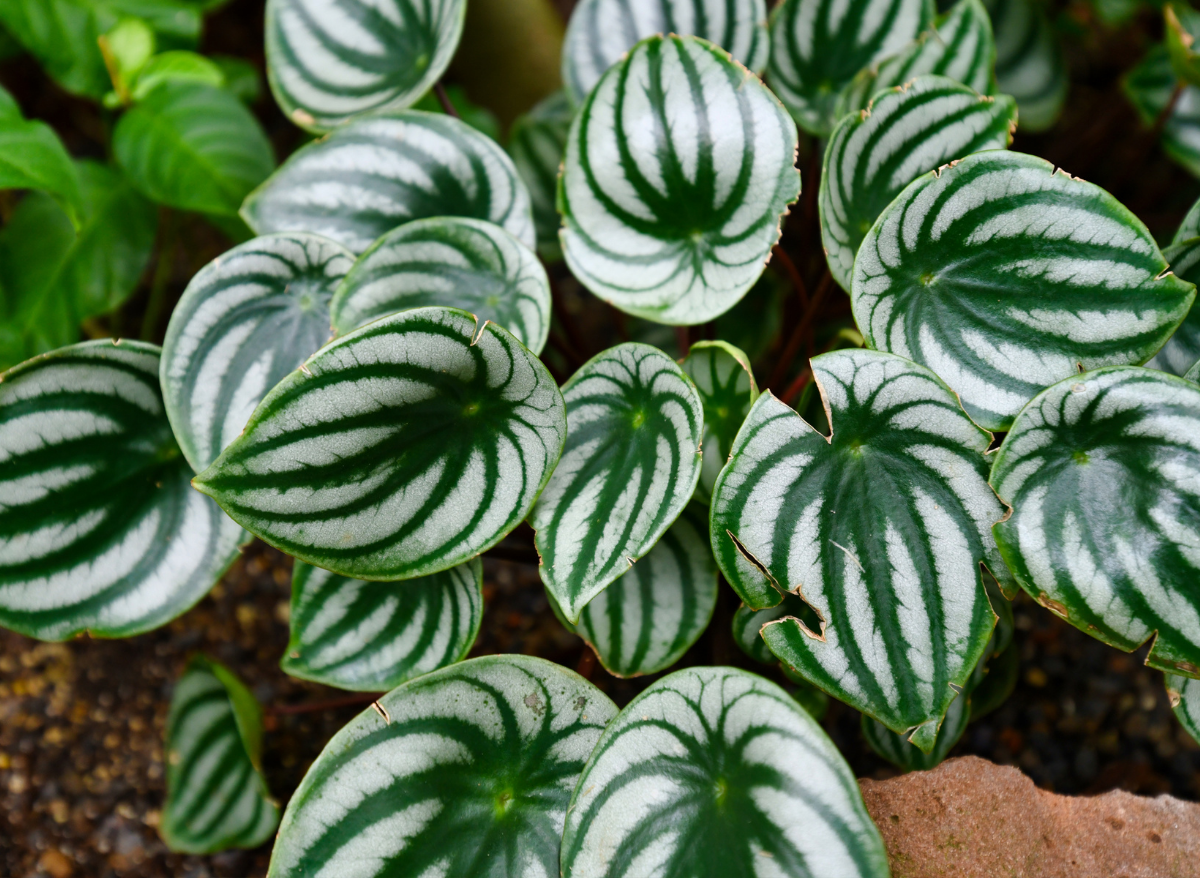 11 Most Popular Peperomia Varieties (With Characteristics Of Each ...