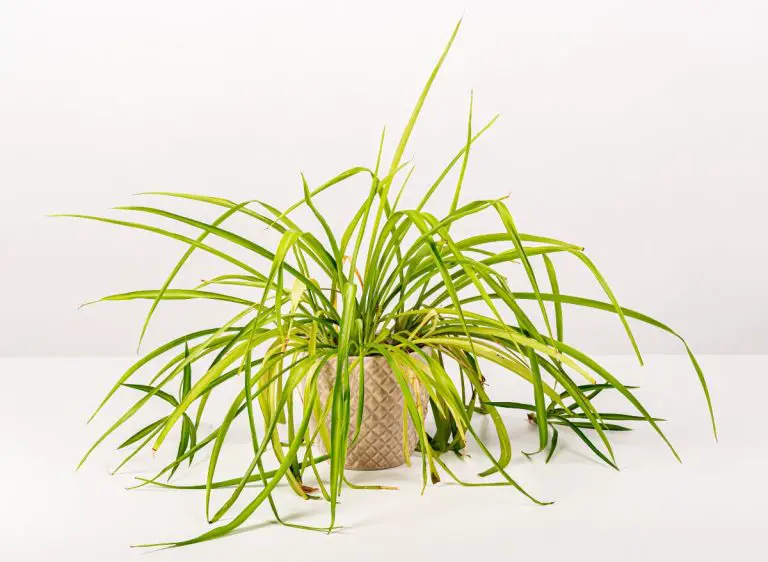 Why Are The Tips Of My Spider Plant Turning Brown? (Here's How To Fix ...