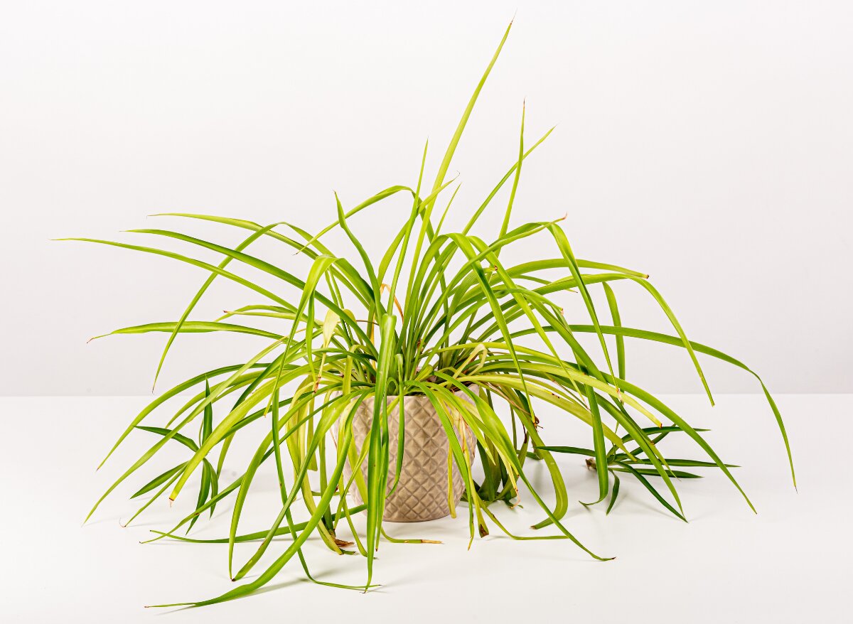 why-are-the-tips-of-my-spider-plant-turning-brown-here-s-how-to-fix