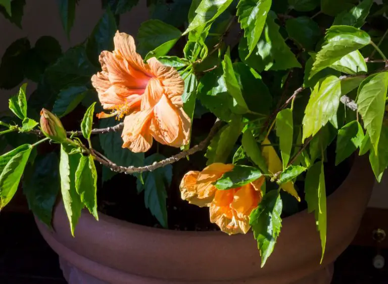 Why Is Your Hibiscus Not Flowering? ( Why And How To Fix It!) Plants