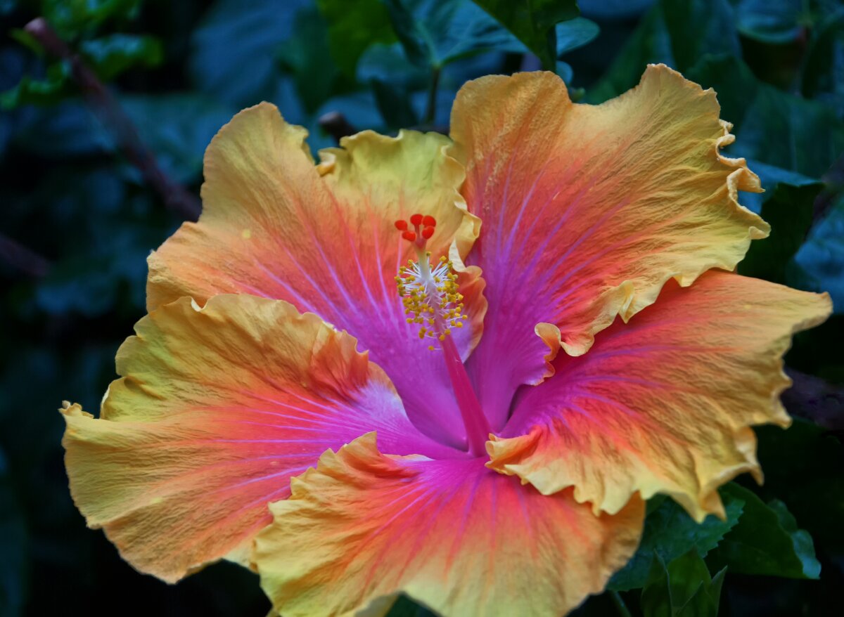 Why Is Your Hibiscus Not Flowering? ( Why And How To Fix It!) Plants