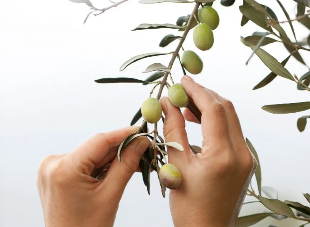 where-do-olive-trees-grow-best