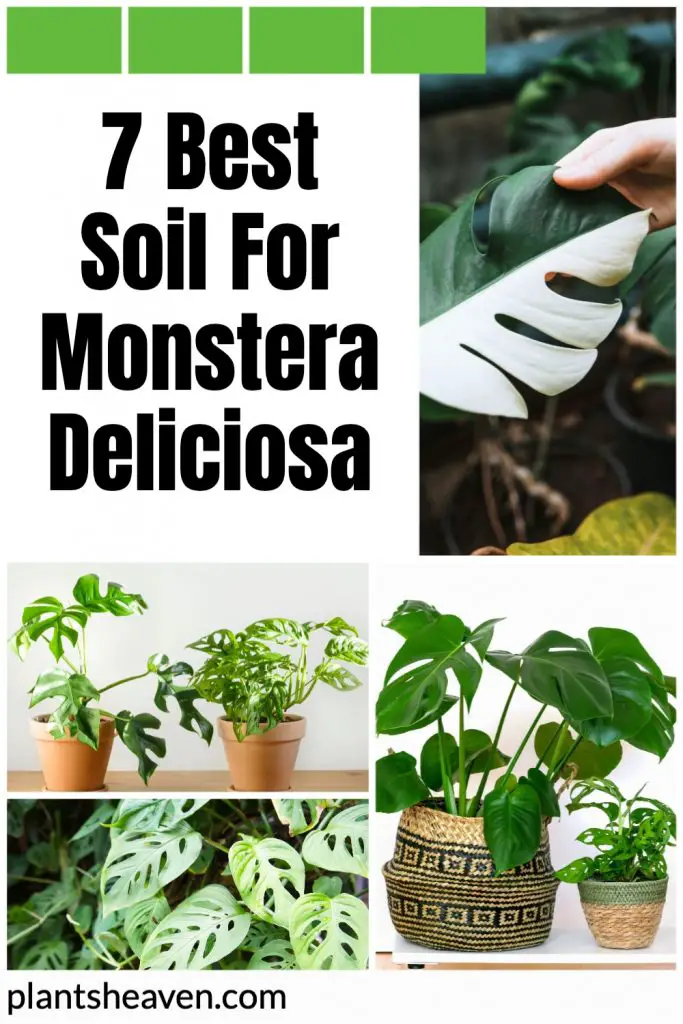 7 Best Soil For Monstera Deliciosa Plants Heaven