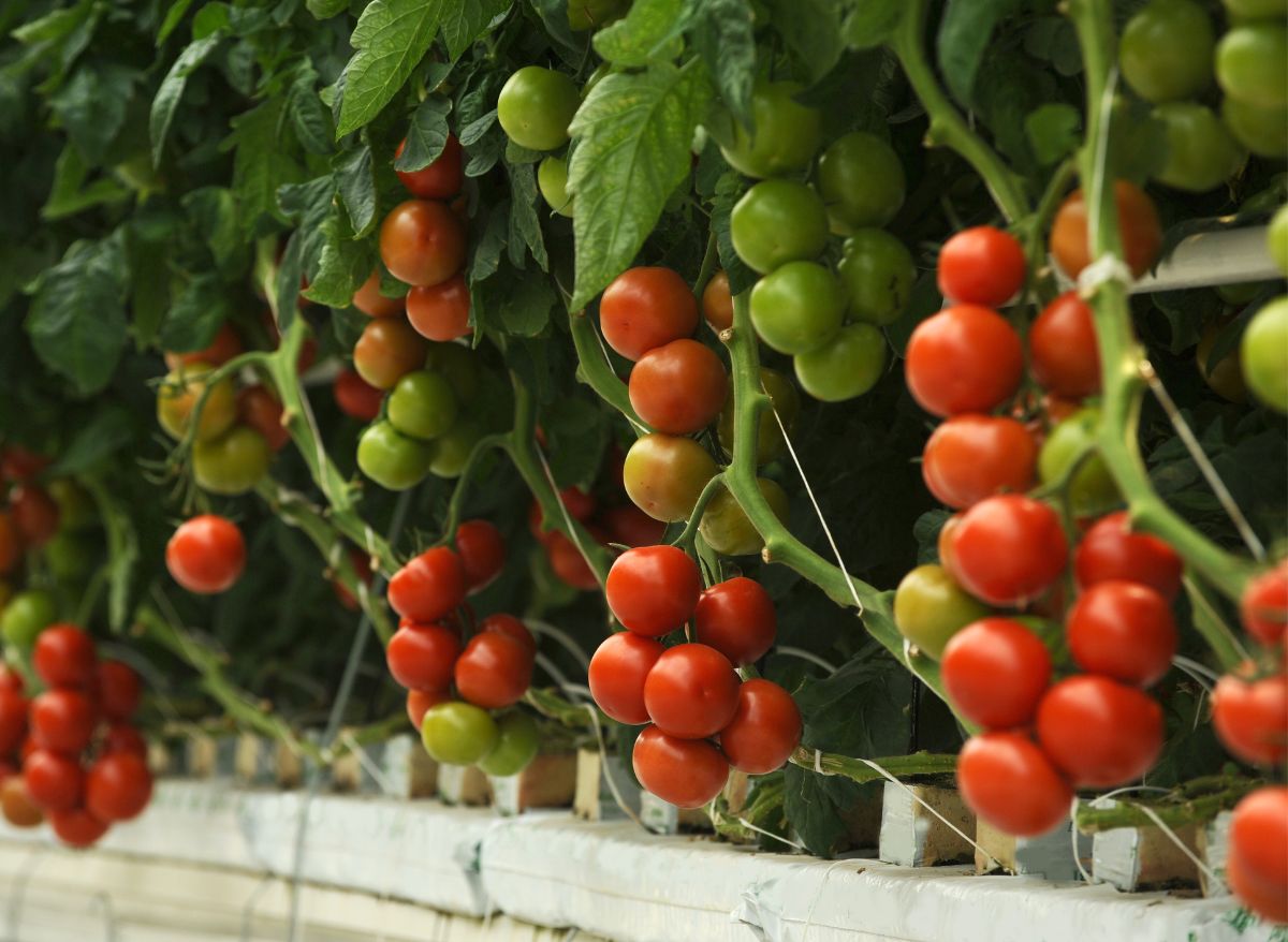 5 Best Bloom Booster For Hydroponics Plants Heaven