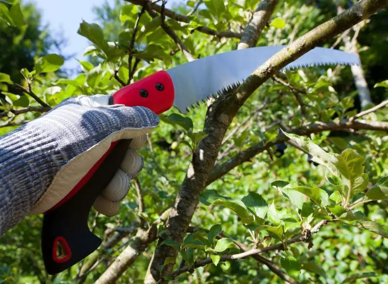 7 Best Hand Saws For Cutting Trees Plants Heaven