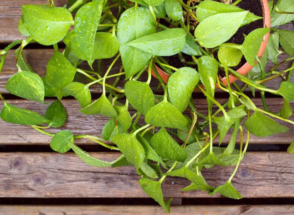 How Often To Water Pothos? (This often!)