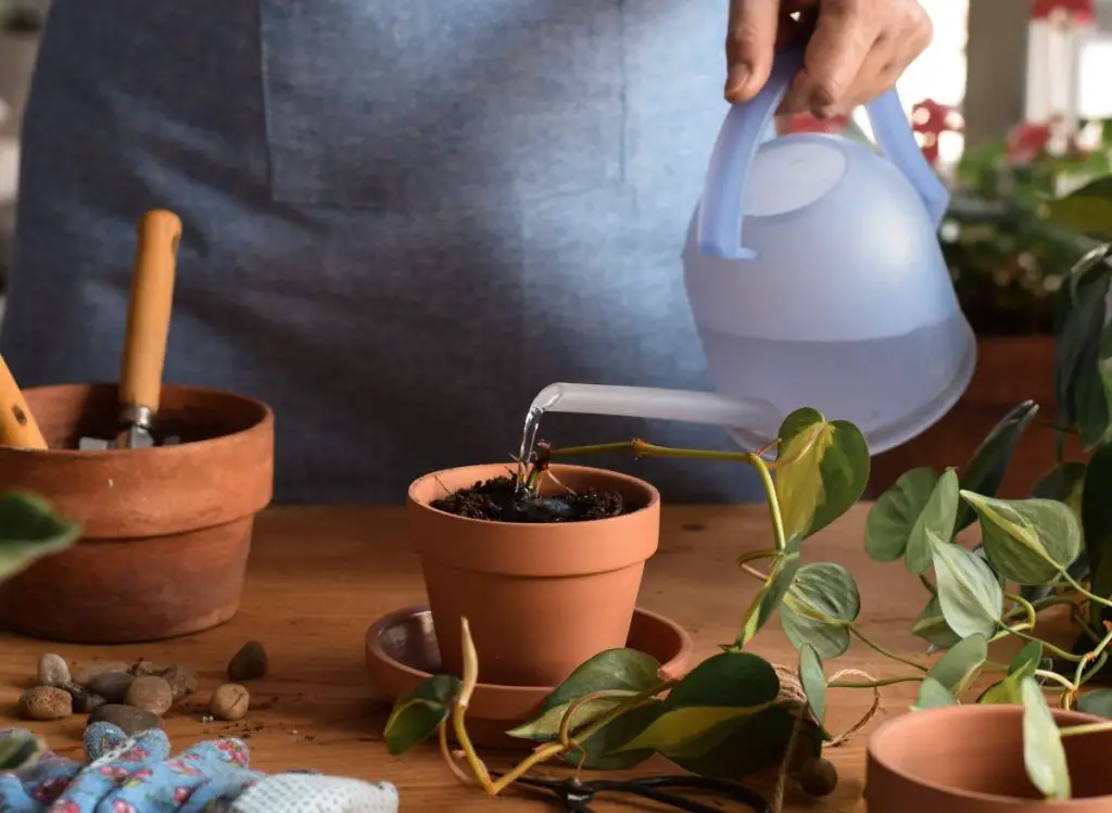 How Often To Water Pothos? (This often!)