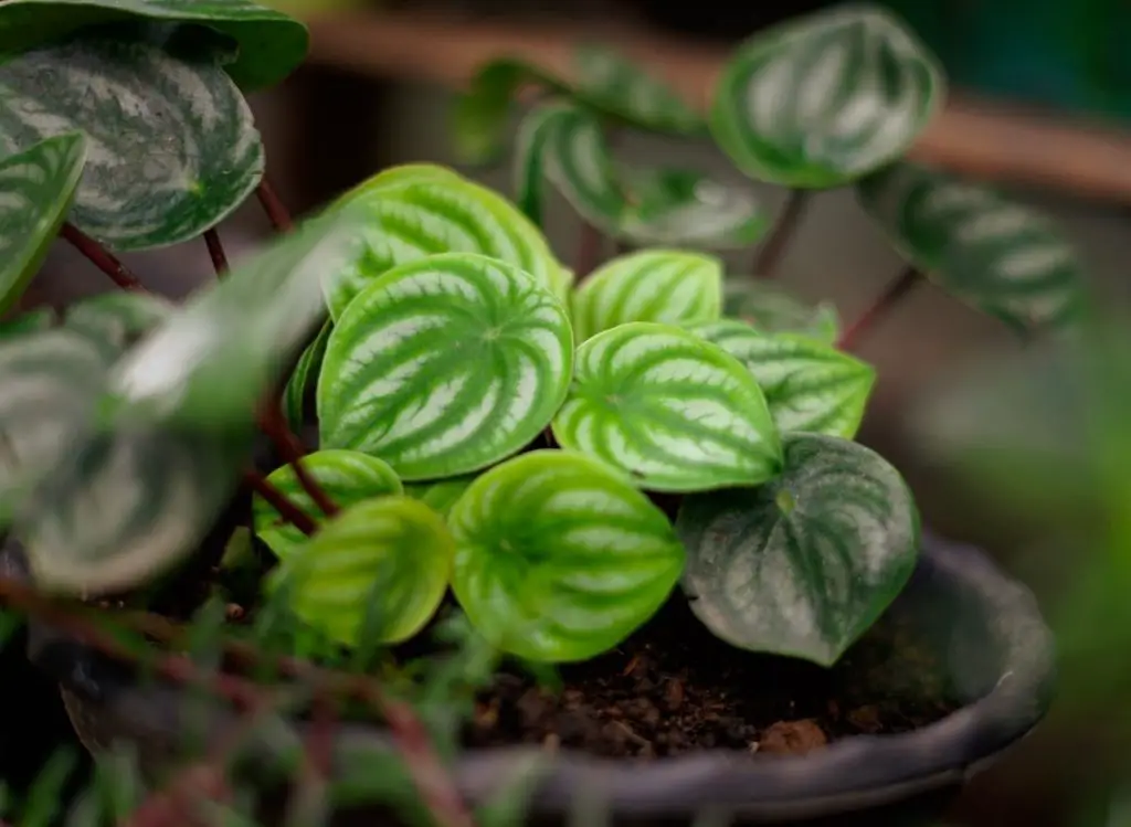 Is Your Watermelon Peperomia Drooping? (Here’s why and how to fix it!)