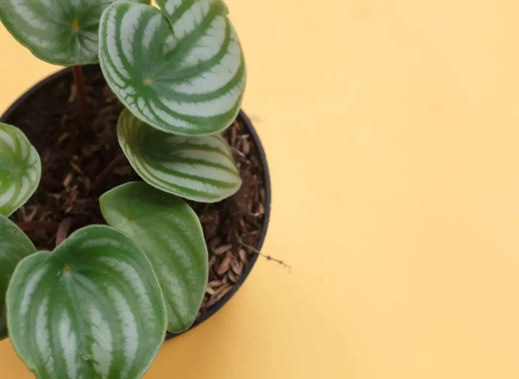 Watermelon Peperomia Care: A helpful guide