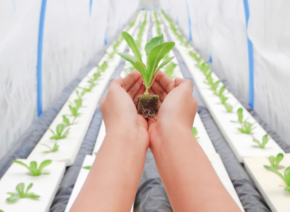 16 Best Growing Medium For Hydroponics (Which One Should You Choose!) Plants Heaven