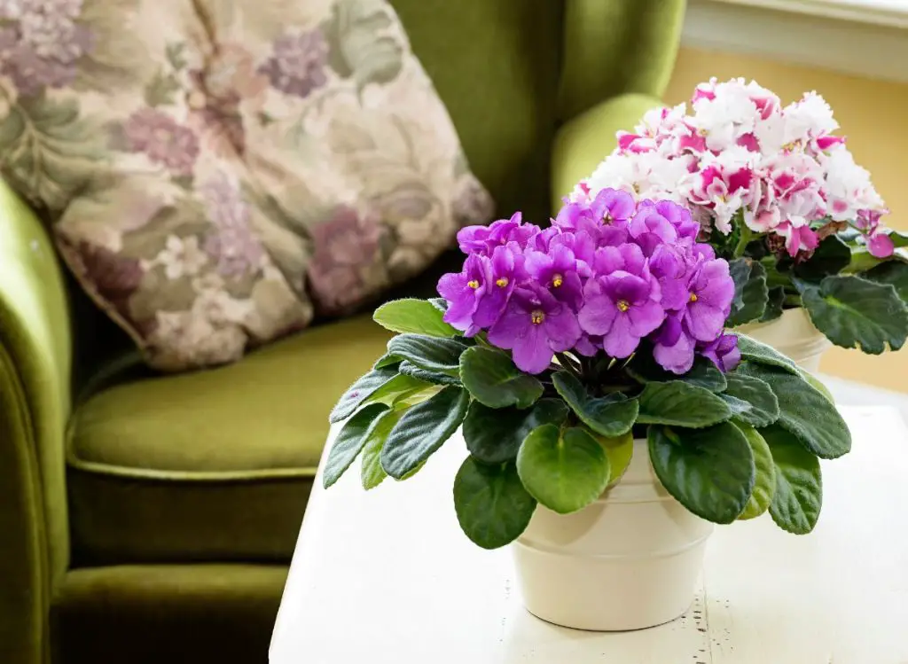 Do African Violets Like Sun? (Here’s how to care for them!)