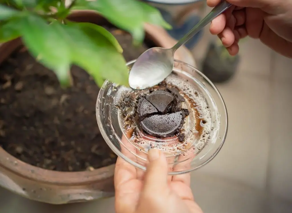 How To Use Coffee Grounds As Fertilizer (Here's How!) Plants Heaven