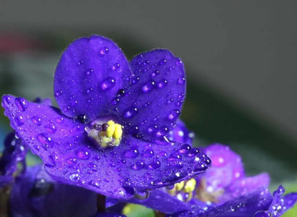 How to Water African Violets