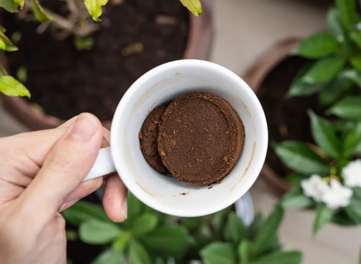 Which Plants Like Coffee Grounds 3 