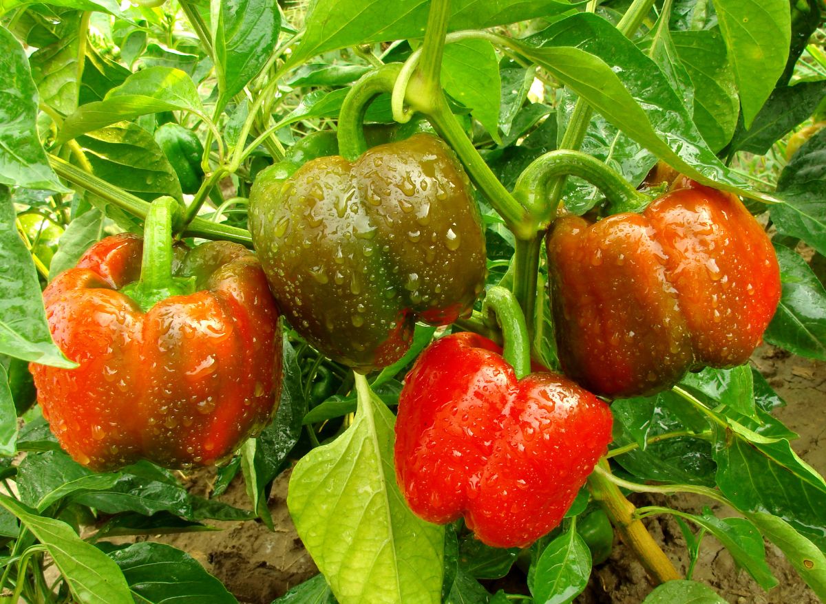 Which Plants Like Coffee Grounds? (And How To Properly Grow Them