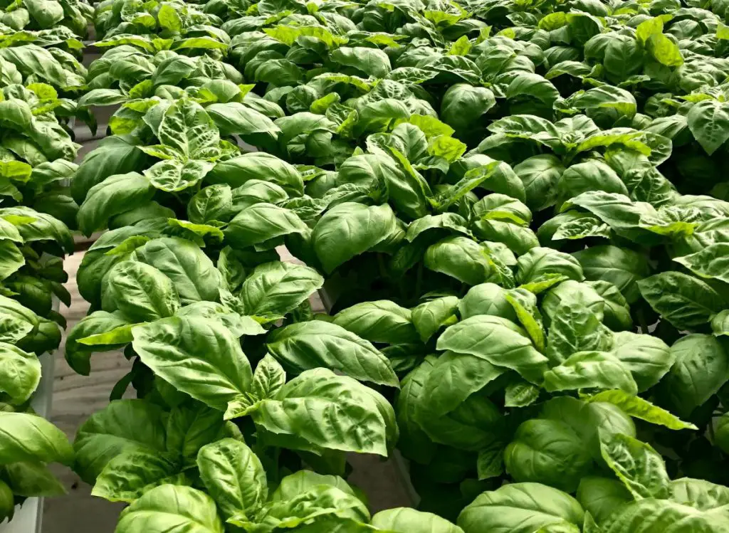 Can You Plant Hydroponic Basil In Soil? (Yes, And Here’s How!)
