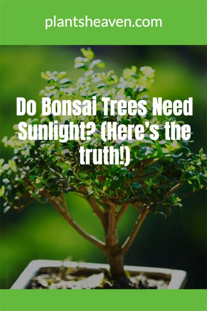 Do Bonsai Trees Need Sunlight? (Here’s The Truth!) Plants Heaven
