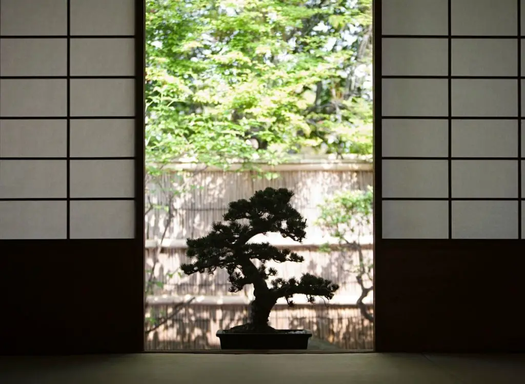 Do Bonsai Trees Need Sunlight (Here’s The Truth!)
