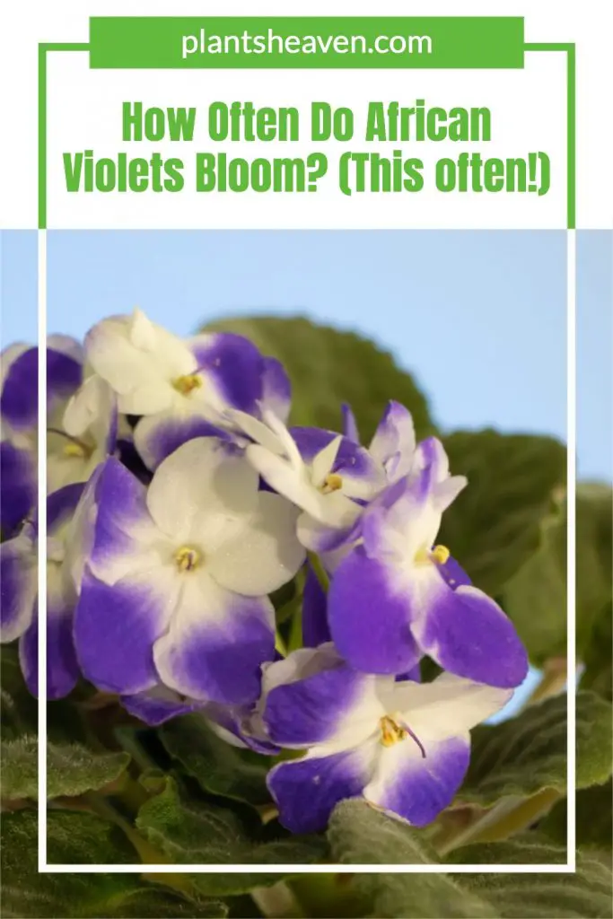 How Often Do African Violets Bloom? (This Often!) Plants Heaven