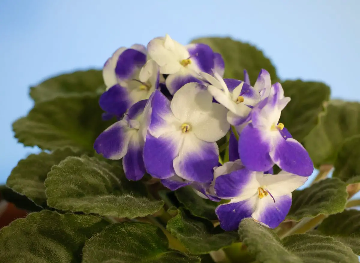 How Often Do African Violets Bloom? (This often!)