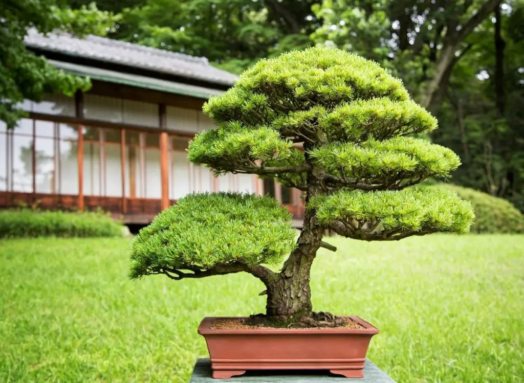 How Often To Water Bonsai Tree (This often!)