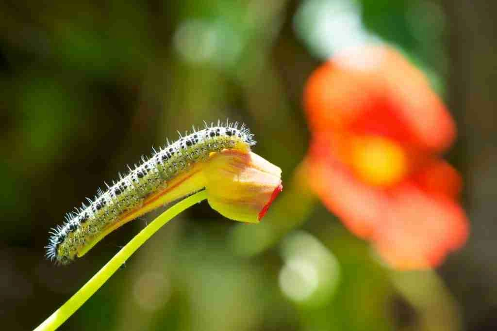 How To Get Rid Of Cutworms