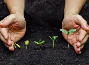 How To Grow A Bonsai Tree From Seeds? (here’s How!) 