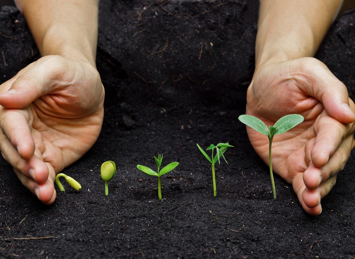 How To Grow A Bonsai Tree From Seeds? (Here’s How!) | Plants Heaven