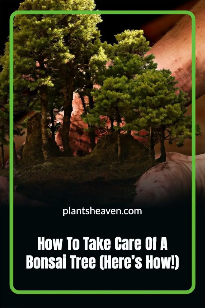 How To Take Care Of A Bonsai Tree (Here’s How!) | Plants Heaven