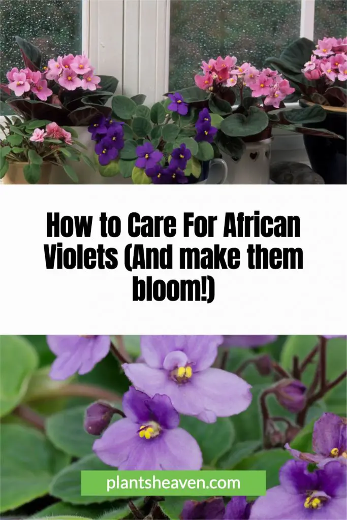 How To Care For African Violets (And Make Them Bloom!) Plants Heaven