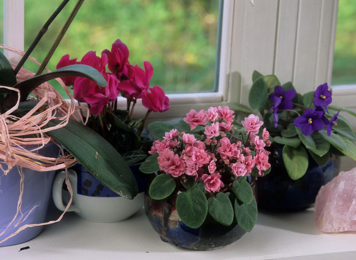 How To Care For African Violets
