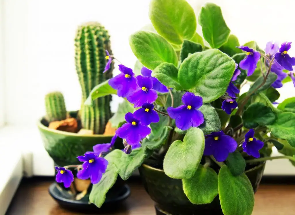 Are Your African Violet Leaves Turning Yellow Why And How To Fix It Plants Heaven 