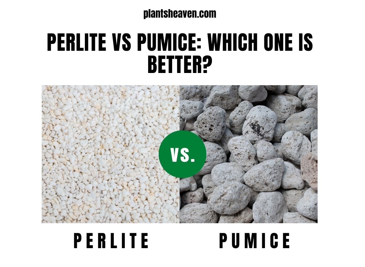 Perlite Vs. Pumice Which One Is Better? Plants Heaven
