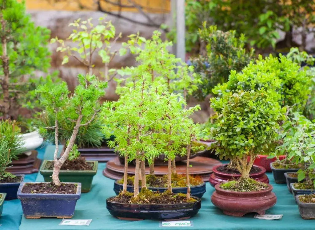 Top 6 Bonsai Soil Alternatives You Should Try