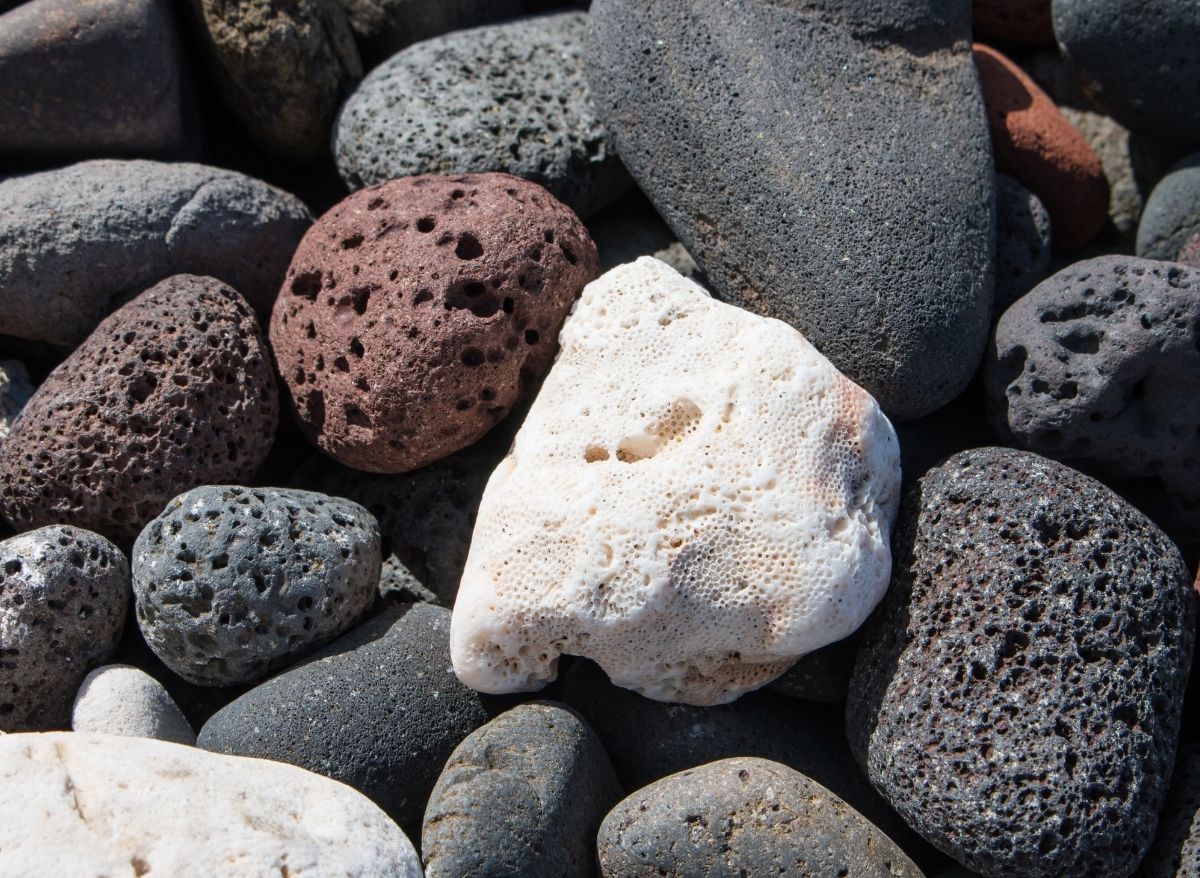 Top 6 Bonsai Soil Alternatives You Should Try Plants Heaven