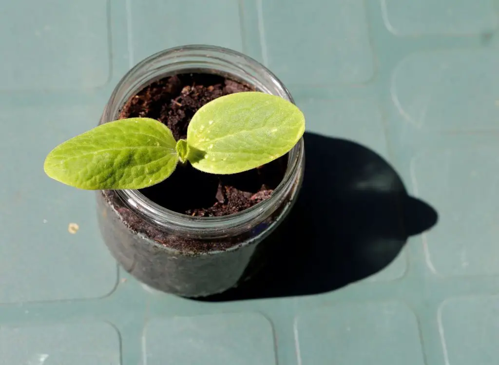 Fall Vegetables To Grow In Pots