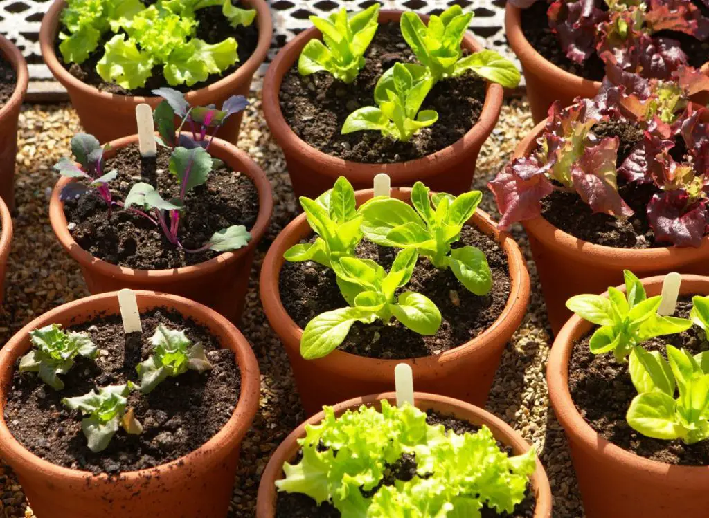 Fall Vegetables To Grow In Pots