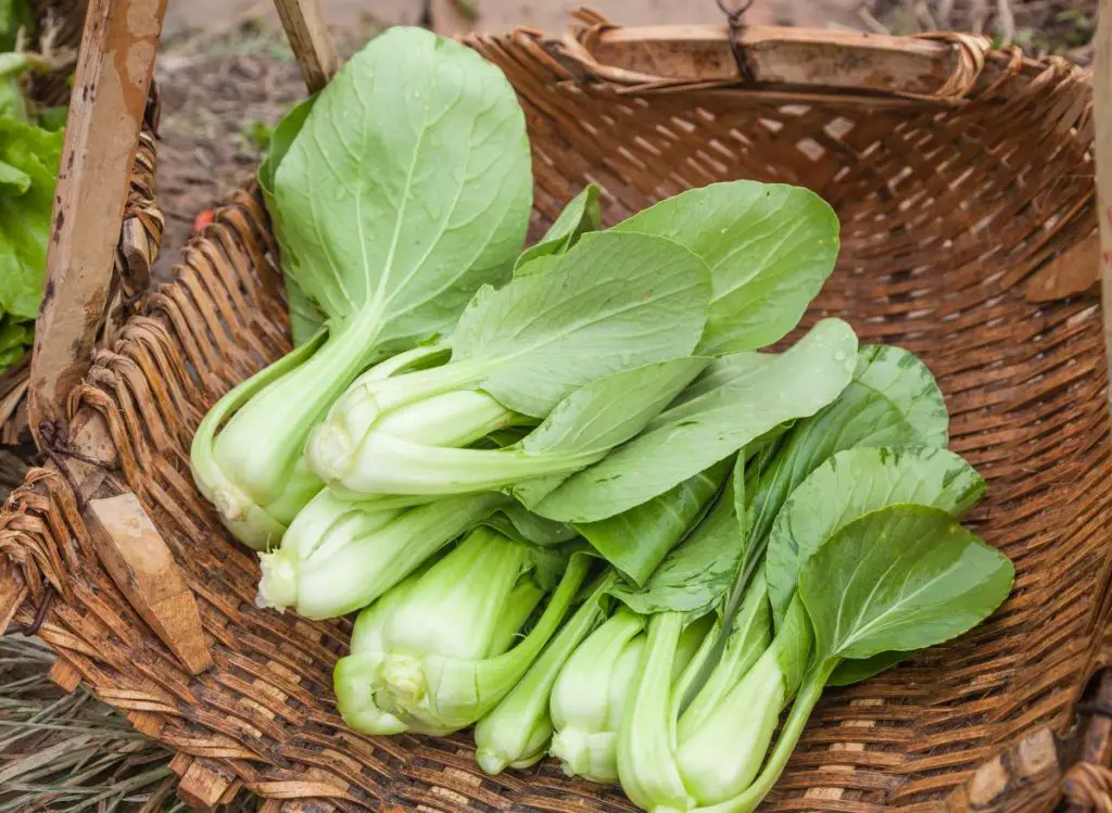 Fall Vegetables To Grow In Pots