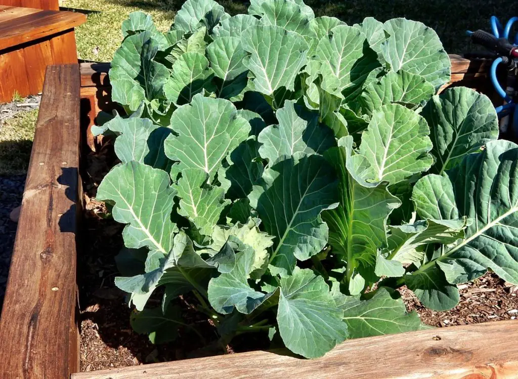 Fall Vegetables To Grow In Pots