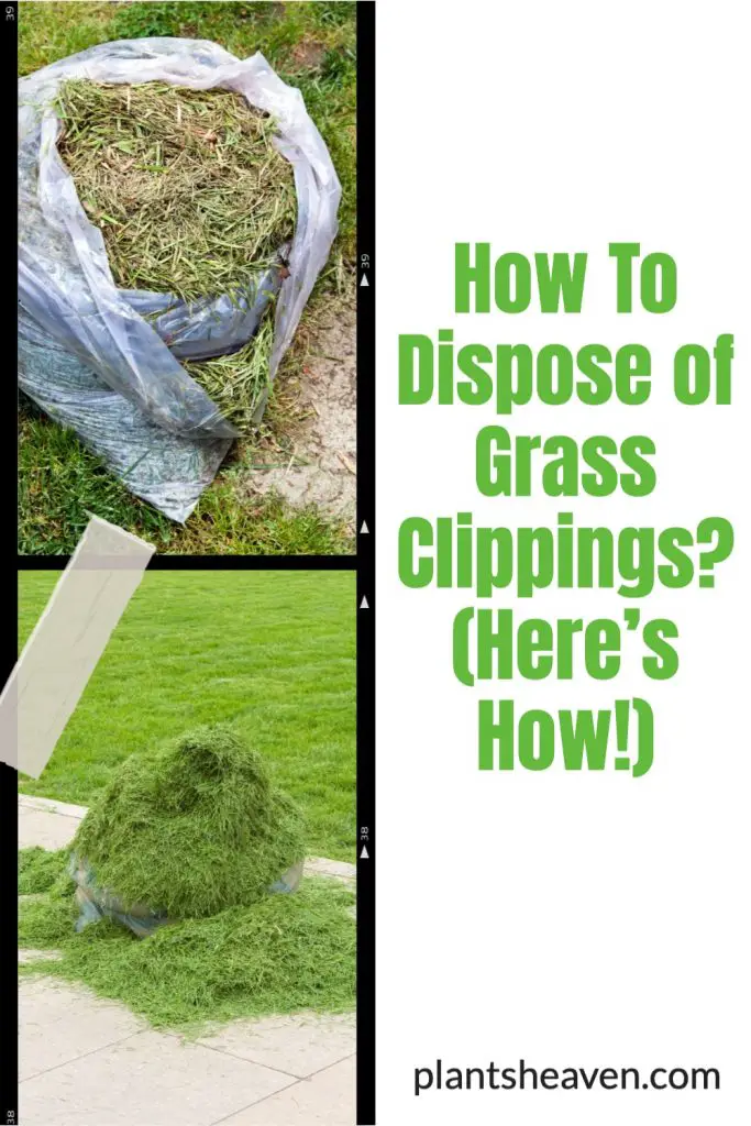 How To Dispose Of Grass Clippings? (Here’s How!) Plants Heaven