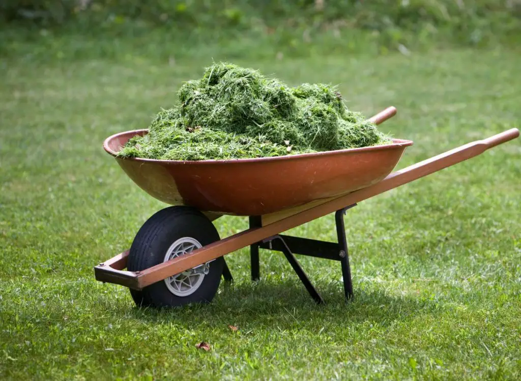 Is It Good To Use Grass Clippings As Mulch