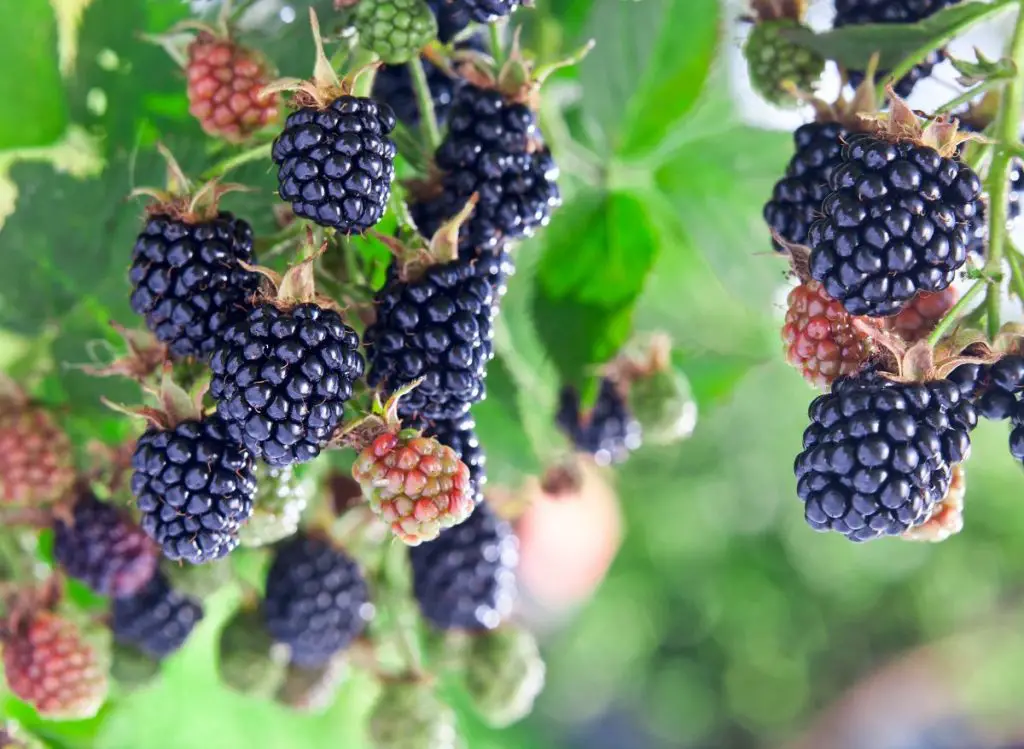 Plants That Choke Out Blackberries
