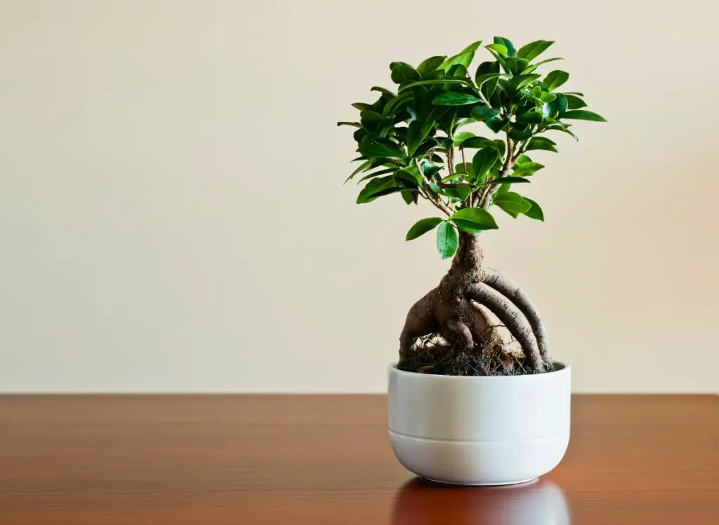 Types Of Bonsai Trees Indoors