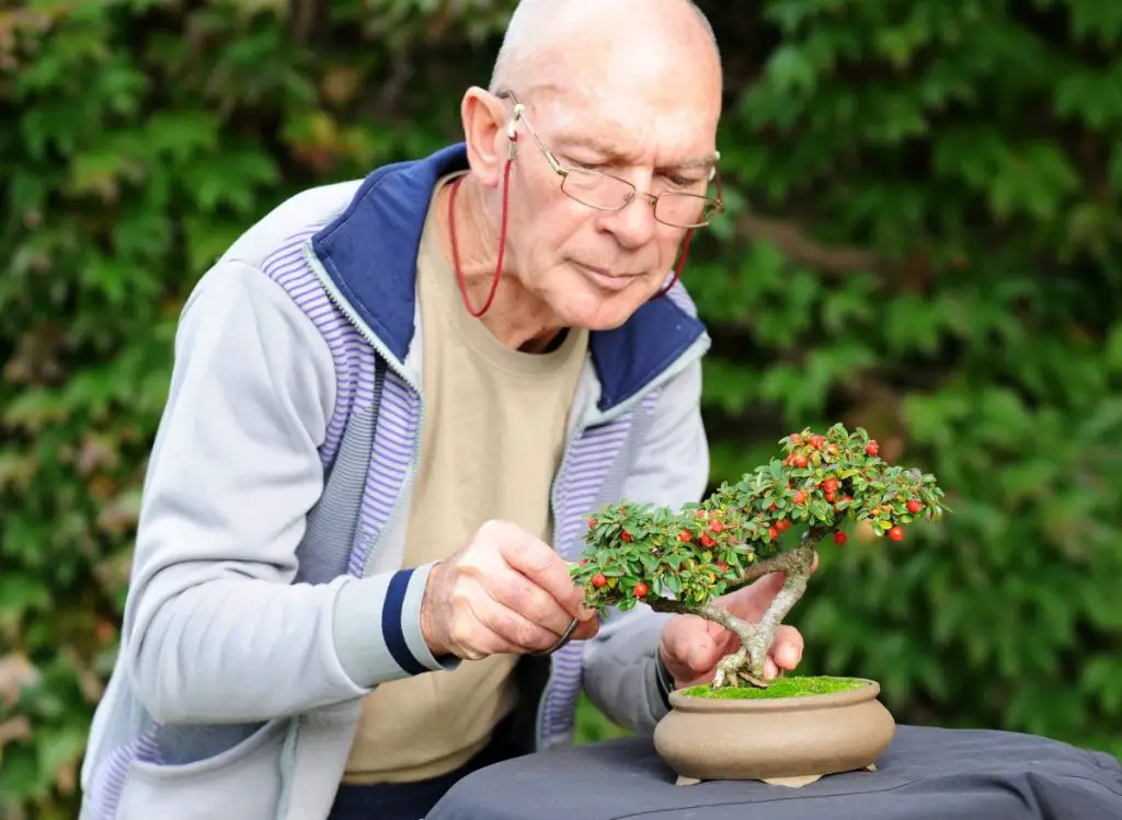 Types Of Bonsai Trees Indoors