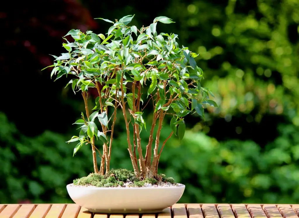 Types Of Bonsai Trees Indoors And How To Properly Care For Them Plants Heaven