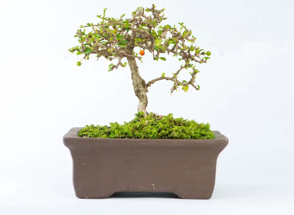 Types Of Bonsai Trees Indoors