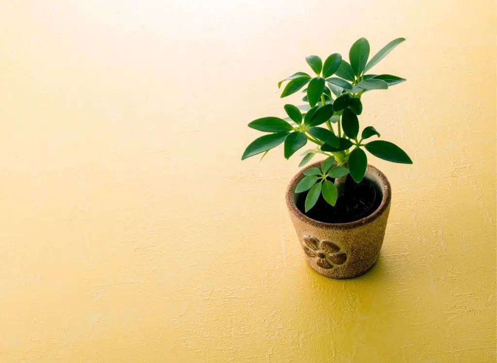 Types Of Bonsai Trees Indoors